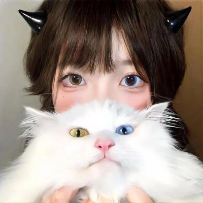猫咪寻熊记
